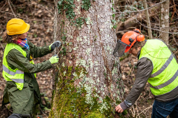 Best Stump Grinding and Removal  in Colonial Pine Hills, SD