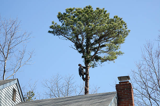 Best Tree Disease Treatment  in Colonial Pine Hills, SD